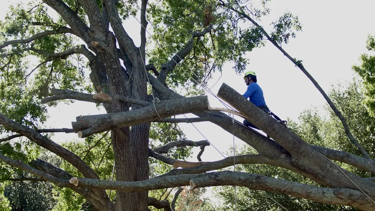 Professional Hazardous Tree Removal performed by certified arborists in Graham