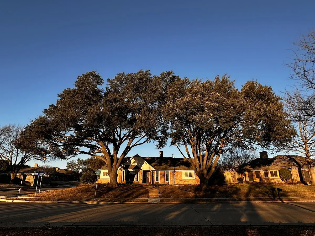 Established residential canopy tree shading a home in Graham